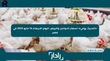 «تحديث يومي» أسعار الدواجن والبيض اليوم الأربعاء 14 مايو 2025 في مصر